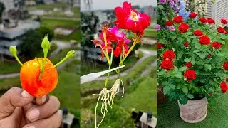 How to propagation new Rose flower color from Red Rose flower bud | New hormone