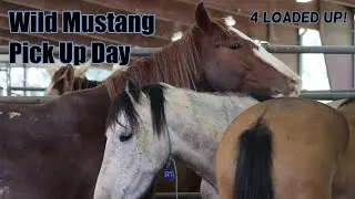 Picking up Wild Mustangs... I've been waiting 3 months!