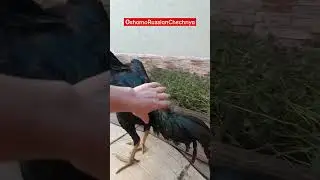 производитель 2024@