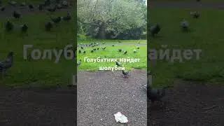 голубятник найдет свое, где бы он не был, или они найдут его!