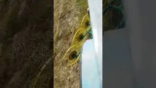 Сгребание. Сено как чай.