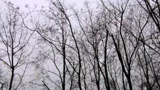 Деревья, Небо, Дождь - trees, sky, rain