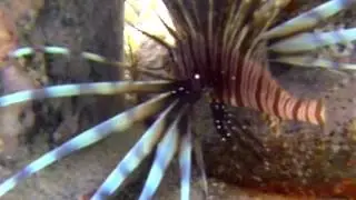 Snorkeling La Pirogue Mauritius