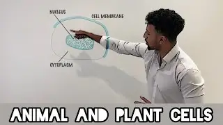 Science Raps: GCSE Biology - Animal and Plant Cell Structure