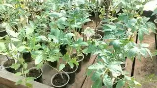 Простой способ размножить рассаду помидор