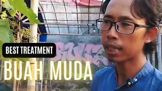 Lepas Resep, Tritmen Terbaik Untuk Buah Anggur Muda