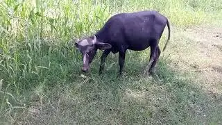The baby buffalo eating grass |Cute baby buffalo |Beautiful buffalo in Punjab Pakistan|Zs Free video