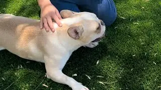 French Bulldog:Tesoro Family