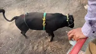 Comala Jalisco