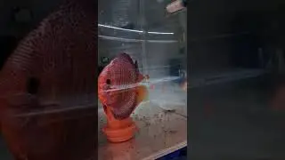 Краткий обзор малька!👍