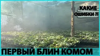 Рассада, Фогеры, Туман. Какие ошибки при выращивании ?!