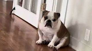 Cow / Pig / Bread / Dog
