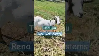 Reconnecting with our only share holder #localfarm #patagonia #renofoodsystem