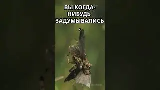 Удивительные факты о пауках!  #facts #funny #fun #science #interestingfacts #interesting