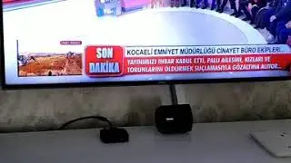 Palu ailesi,