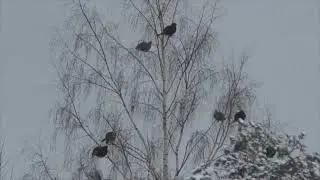 Тетерева на березе зимой
