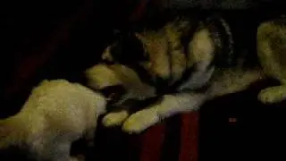 Harvey V Loki