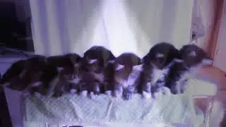 Бусинкины котята устроили дискотеку!