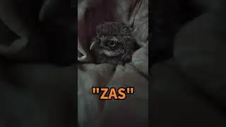 Como criar un mochuelo