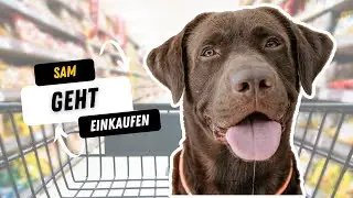 WENN dein Hund (Labrador) 🐶 einkaufen geht | Sam Labrador