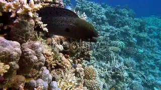 Murena on Coral Reef |Stock Footage