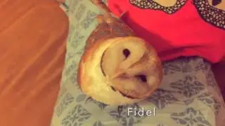 Сова Фидель! Сипуха! Сова не хочет целоваться! Милая сова! Смешная сова! СоФидель!