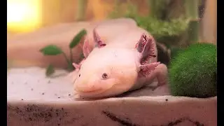 Mein AXOLOTL - sein Name ist Woody! 😇 Heute zeige ich dir, wie ich sein Zuhause auffrische 🏡
