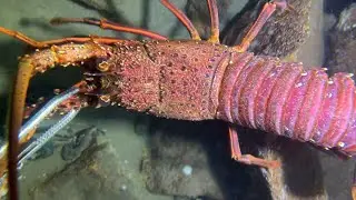 Diving under the sea to catch eels, crabs and sea cucumbers | Part 46