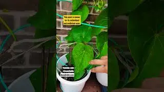 Heart-Leaved Moonseed Giloy