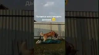 друг человека