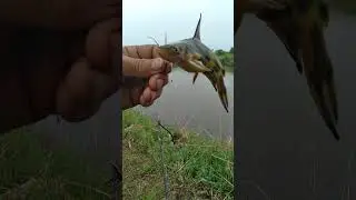 КАСАТКА.
