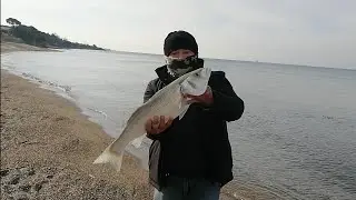 DİDİM📌2022🔴 KIYIDAN 3.4kg Mükemmel🎯 MERADA 🎣CANLI YEMLİ TROFE LEVREK 🎯AVI. TAŞBURUN🎣 DİDİM📍