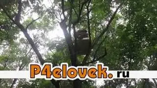 Ловля бродячих роёв 2014  Часть вторая