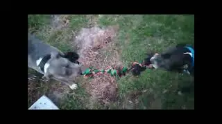 2 Pit Bull Friends Playing Tug Of War