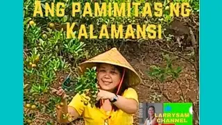 HARVESTING CALAMANSI (Larry)#Calamansi#kalamansi