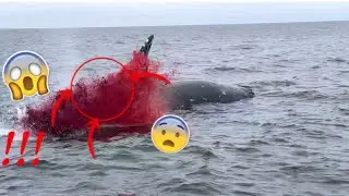 Whale Explodes! 😱🐳 #shorts #whale