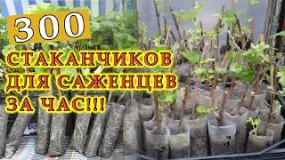 Супер стаканчик для черенков и саженцев за 5 минут
