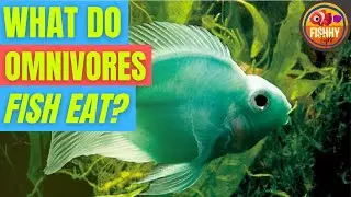 What do Omnivores fish eat? - What means of Omnivores fish?