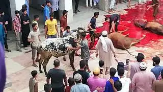 Eid ul Adha 2018 Qurbani @ Jamia Naeemia Mosque Lahore
