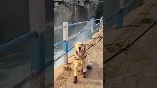 Emma's Fun time out to a Dam☺️@EmmatheGR #puppy #dog #funny #cute#goldenretriever