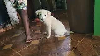 Adorable White Puppy Plays!