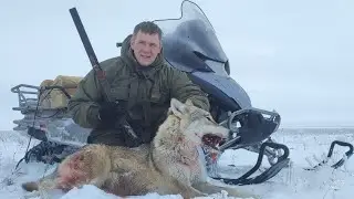 WOLF HUNT 25 KM CHASE!