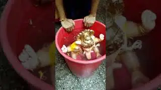 Eco friendly ganpati visarjan at home