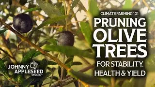 Transforming a Conventional Orchard to an Organic Climate Farm | Part I: Olive Pruning