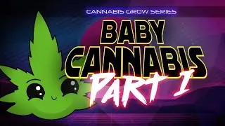 Growing Zkittlz & Black Amnesia Haze Cannabis: Weeks 1-2