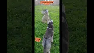 #хаски