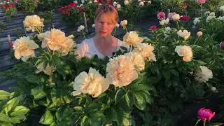 Quitzin peony. Квитзин пион. Пулков сад (2021)