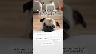 Answering your MOST ASKED questions about Loulou’s health ❤️‍🩹 