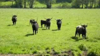 Aurochs de Heck
