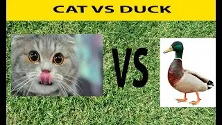 УТКА VS КОШКА 